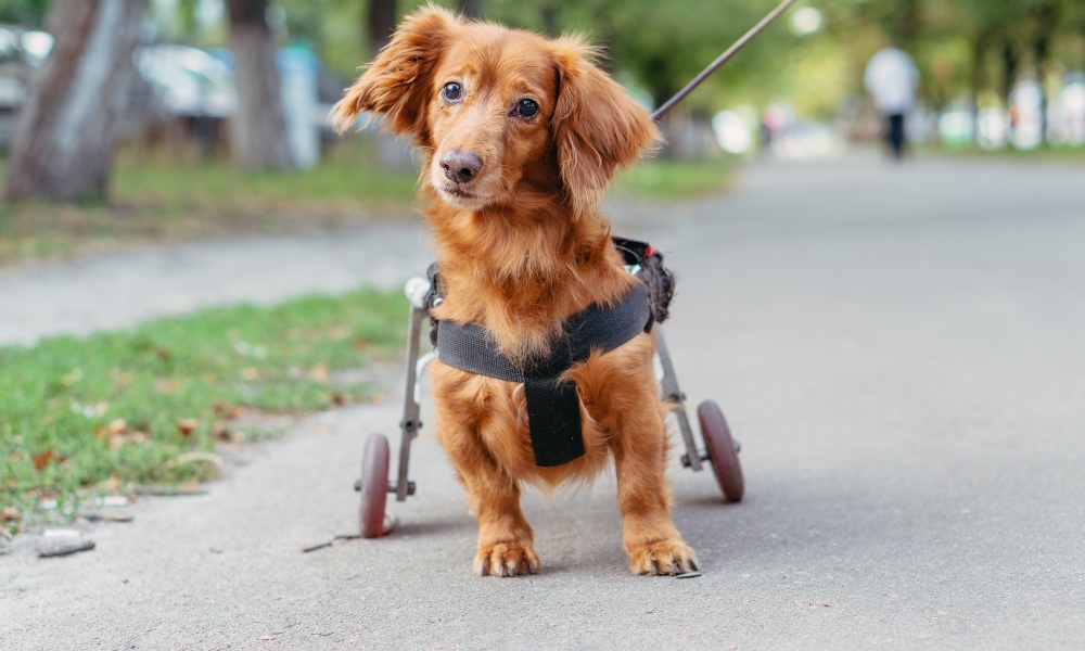 small dog in a wheel chair