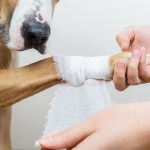 Dog injury getting paw wrapped with bandage