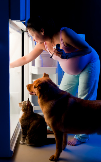 healthy paws pregnancy and pets