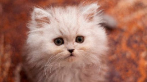 white fluffy persian kitten