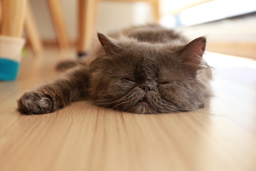 gray persian cat sleeping