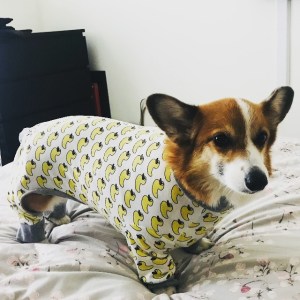 corgi dog in pajamas