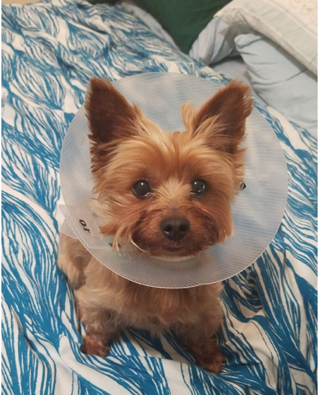 yorkie dog with cone collar