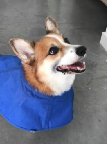 corgi dog with blue cone collar