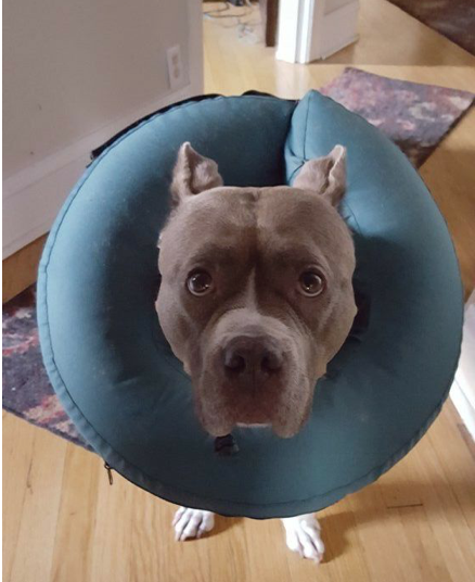 pit bull dog with inflatable cone collar