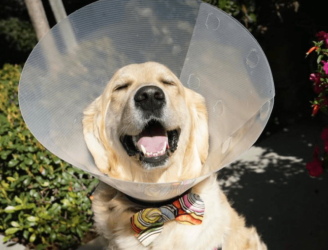 happy golden retriever with cone collar