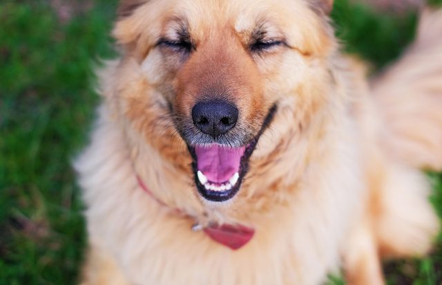 What Do Dogs Find Funny? | Healthy Paws