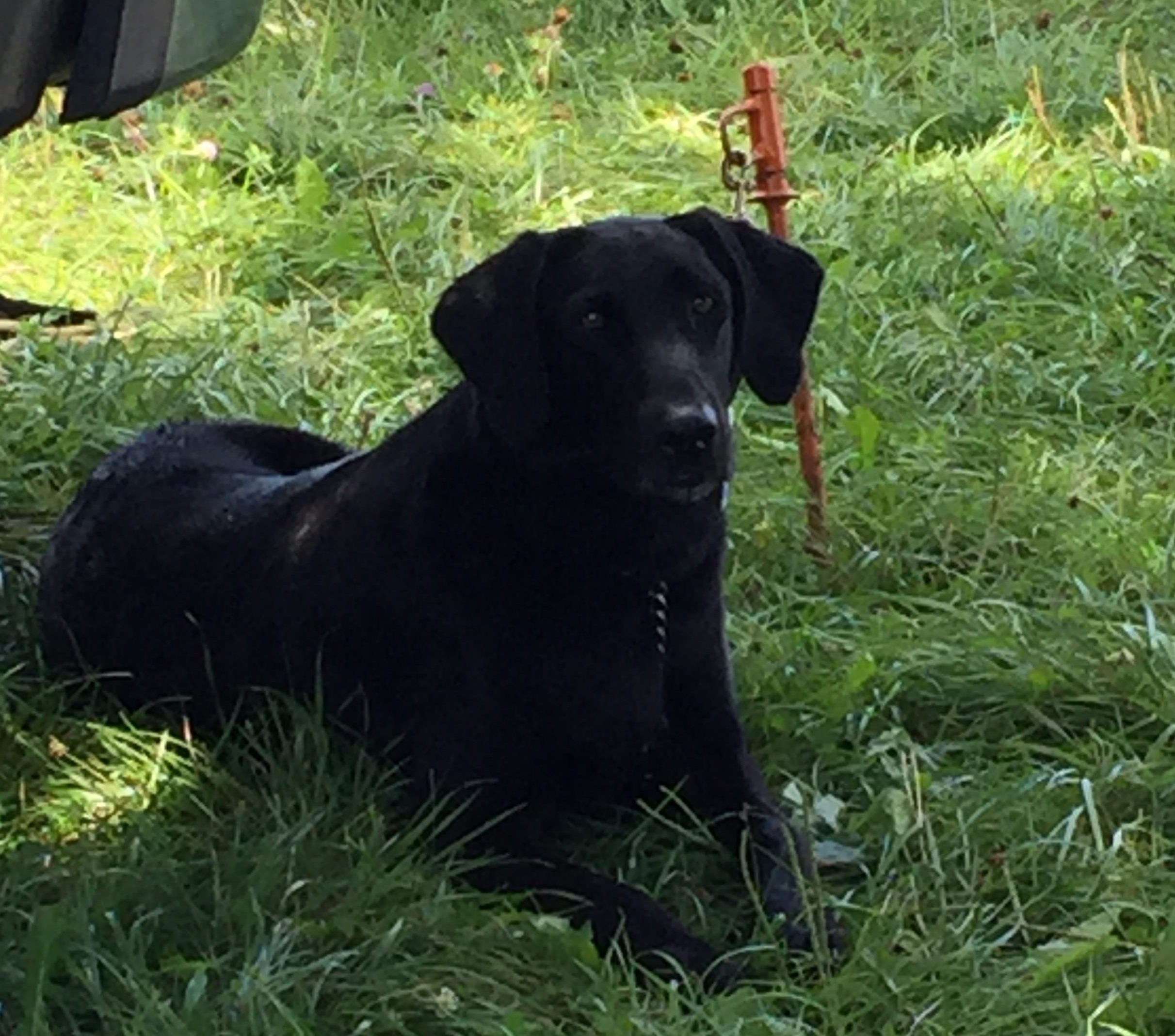 black dog lying in grass