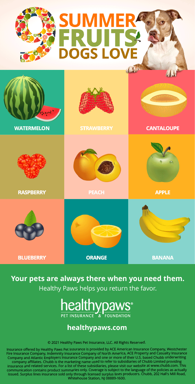 9 summer fruits dogs love graphic