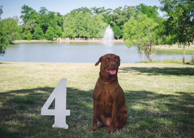 brown dog outside sitting next to number 4
