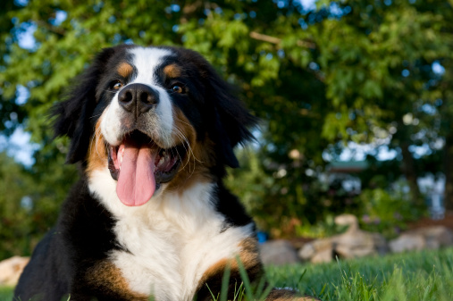 A Bernese Mountain dog,  tongue out 