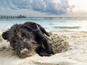 dog beach safety