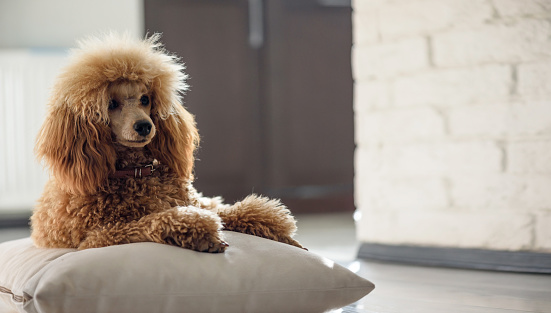 poodle dog in bed