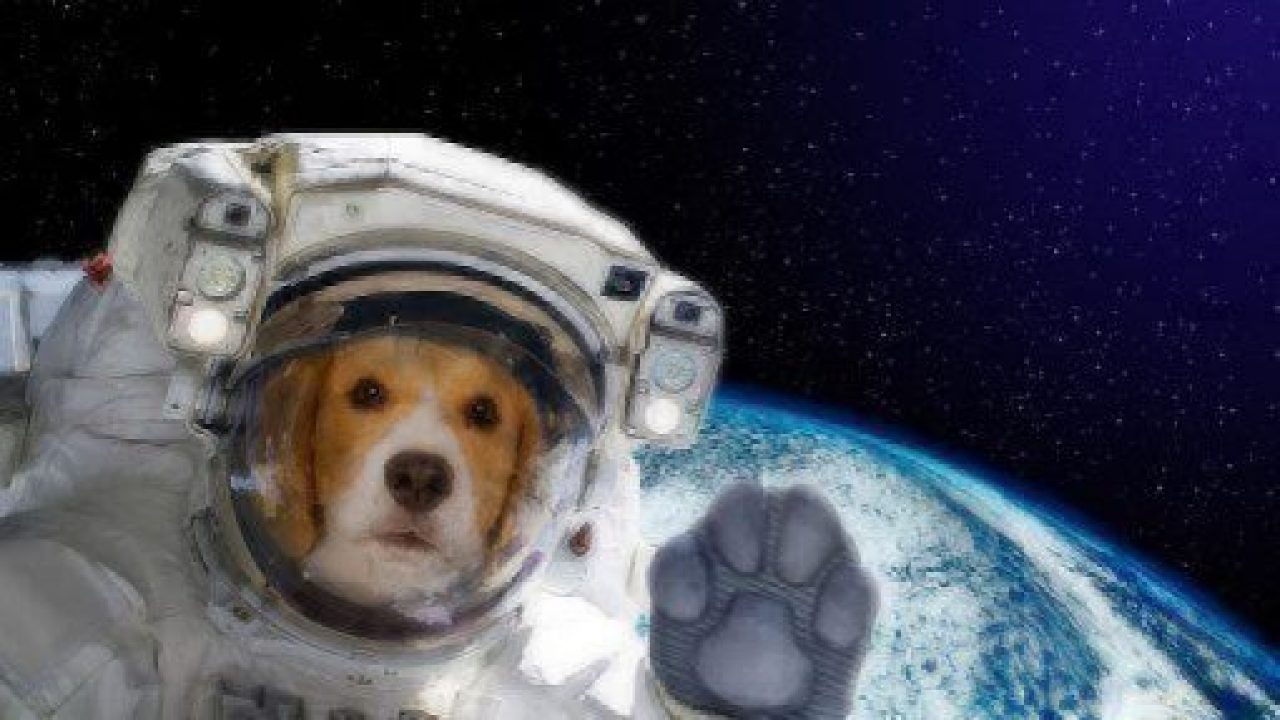 What's Your Pet's Outer Space Name? Healthy Paws