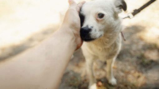 person's hand petting white spotted dog