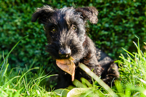 black scottish terrier puppy in grass