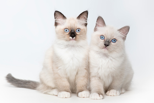 two ragdoll kittens
