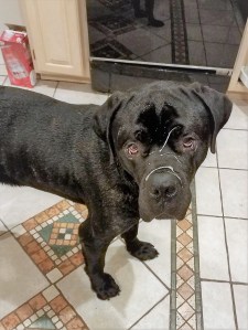 black dog with scars on face