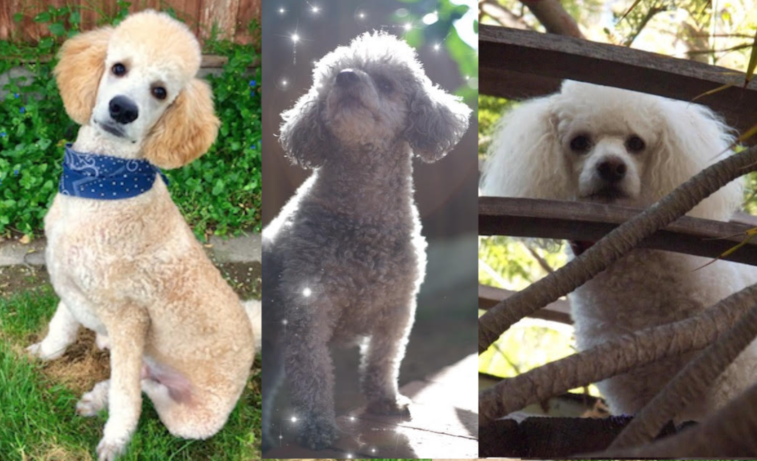 Poodle in different poses