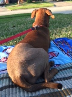 brown dog on blanket outside
