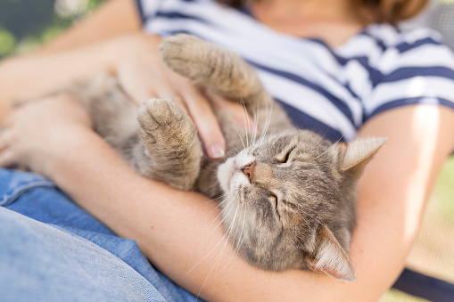 Does My Cat Think I'm Its Mother? | Healthy Paws Pet Insurance