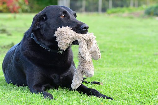 black dog in grass with a toy
