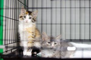 Two cats in a shelter