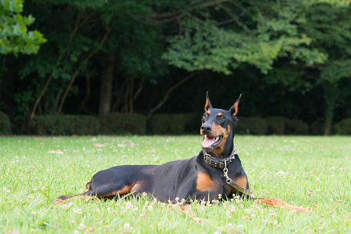 doberman pinscher dog in grass