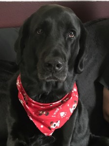 black dog with red bandana