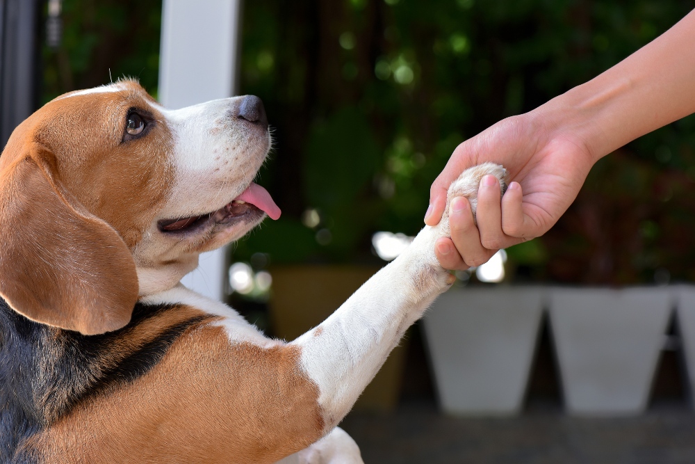 beagle dog shaking paw