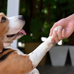 beagle dog shaking paw