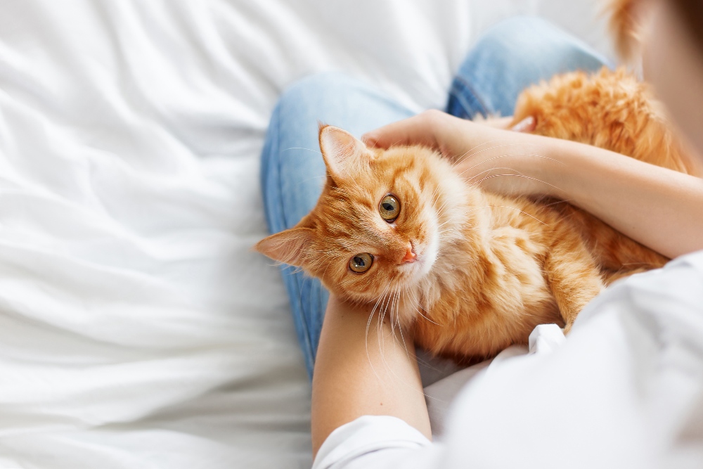 orange cat in persons lap