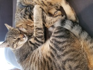 two tabby cats cuddling