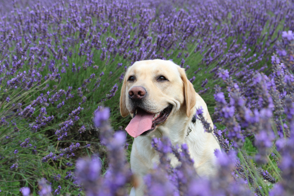 dog in lavender field