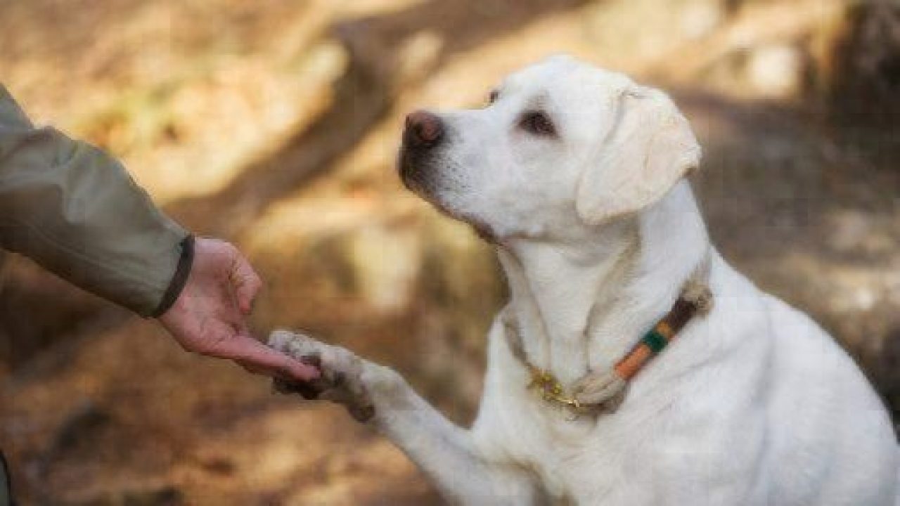 GlutenSniffing Dogs for Celiac Sufferers Healthy Paws