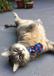 gray cat wearing blue tie