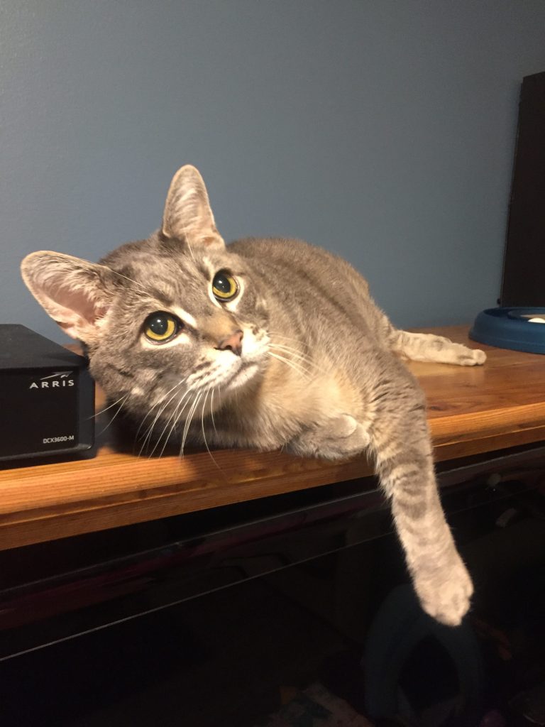 gray cat lying on desk