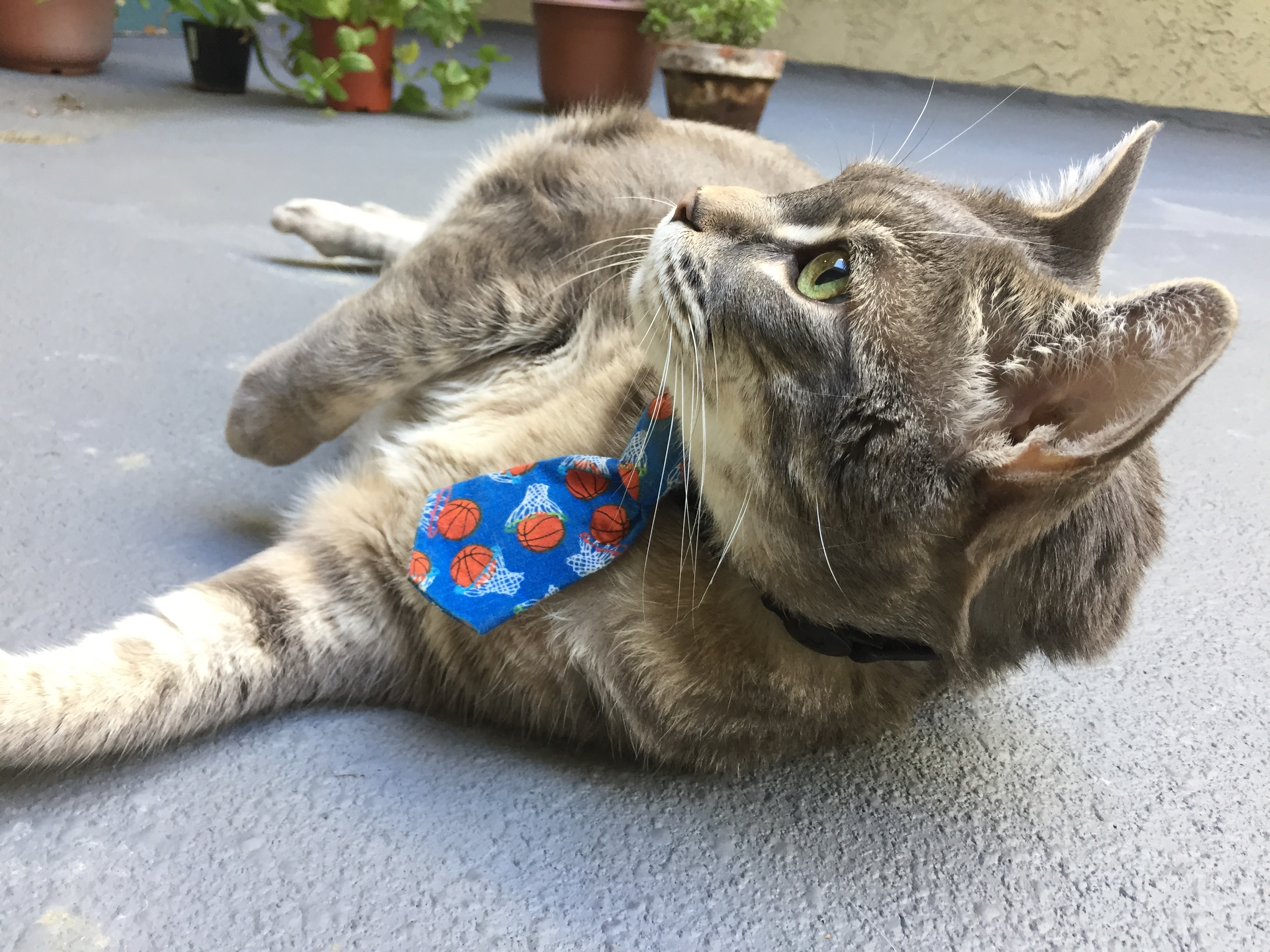gray cat wearing a blue tie