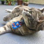 gray cat wearing a blue tie