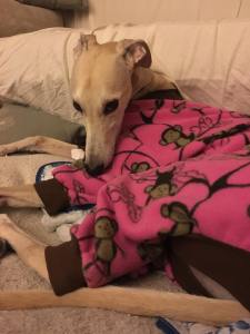 small tan greyhound dog in pink pajamas