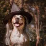 Cute dog with broomstick dressed up for halloween as friendly forest witch.