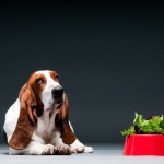 dog with bowl of lettuce