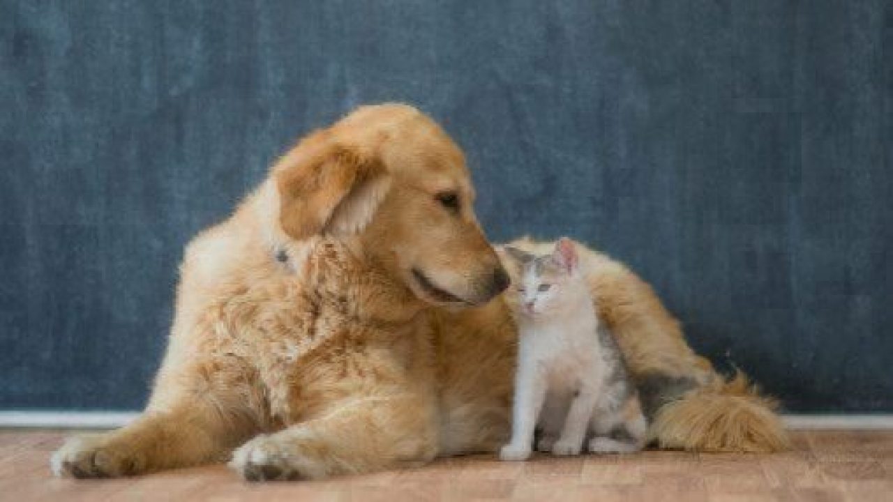 rescue dog and cat