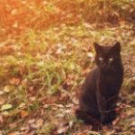 Beautiful graceful black cat with yellow eyes sitting on yellow leaves in autumn. Toned.