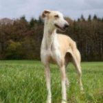 tan greyhound standing in grass