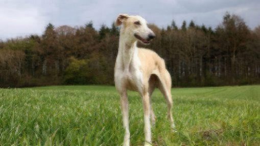 tan greyhound standing in grass