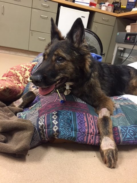 Dog recovering from surgery