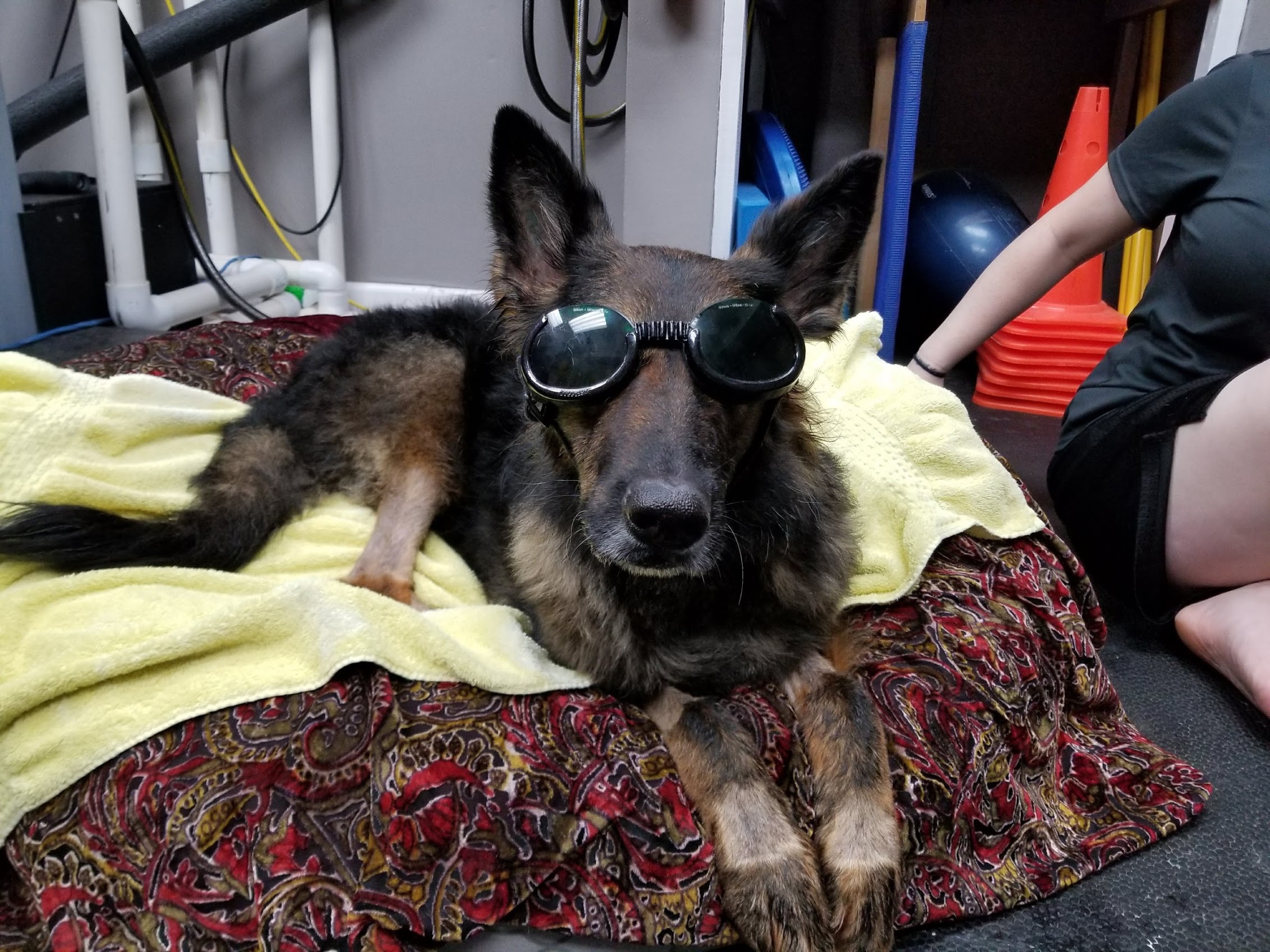 Dog undergoing laser therapy