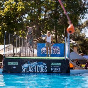 dock dog jumping in pool
