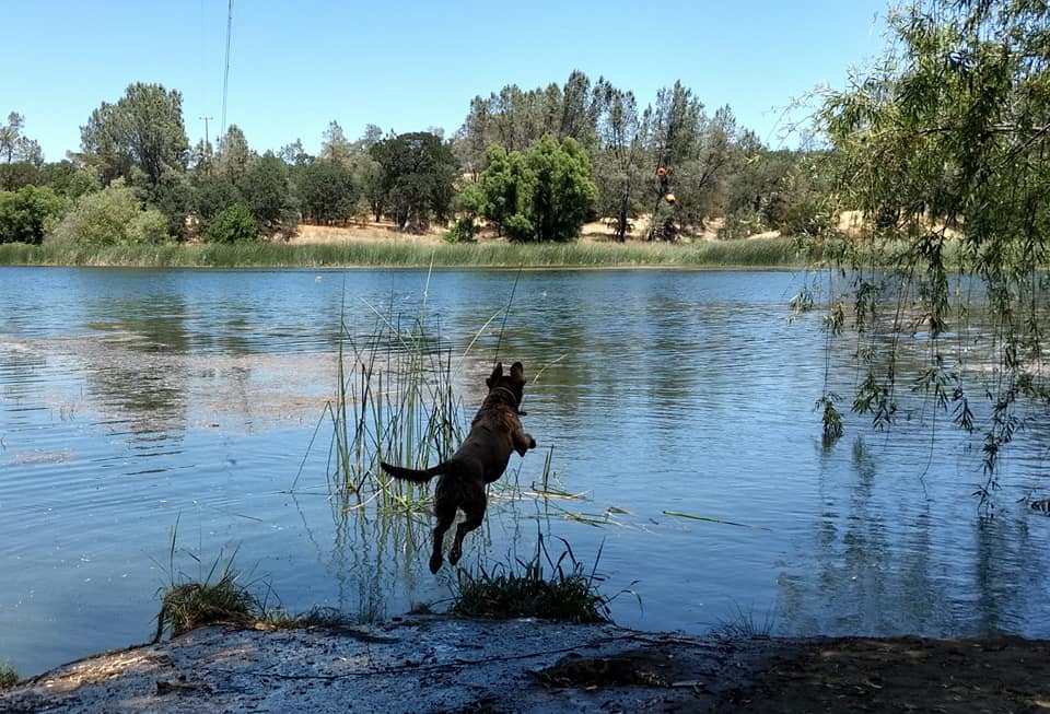 brown dog jumping in pond